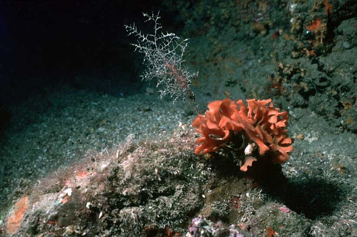 10 Pentapora fascialis.jpg